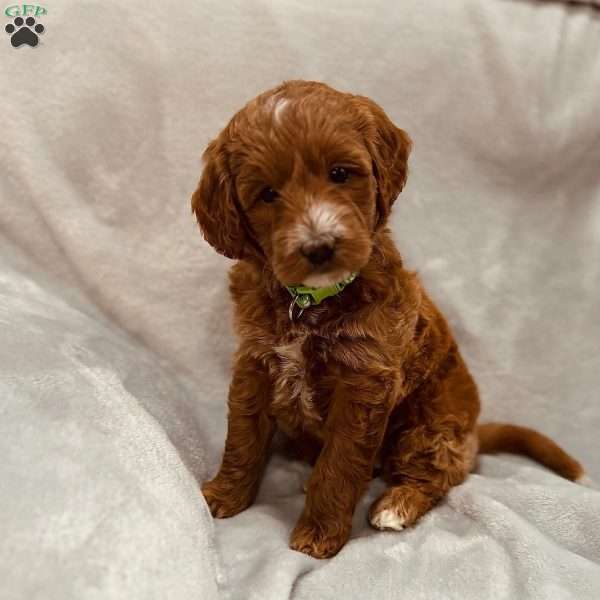 George, Mini Goldendoodle Puppy